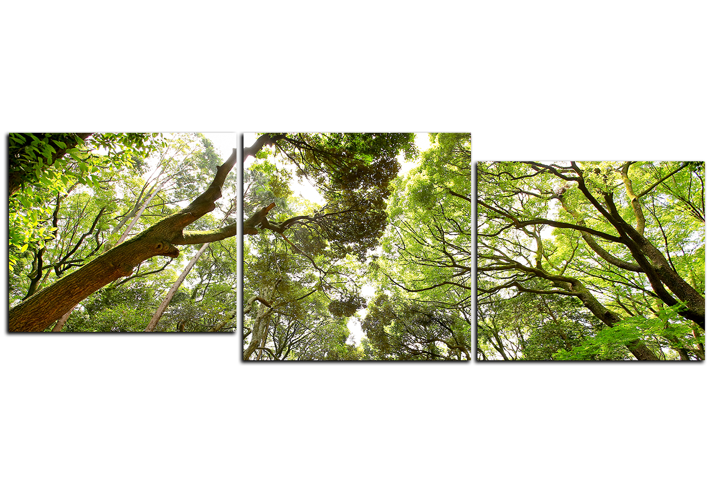 Obraz na plátně - Zelené stromy v lese - panoráma Obraz na plátně - Zelené stromy v lese - panoráma
